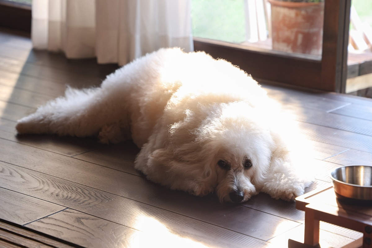 『初恋DOGs』「つい考えてしまう…」“愛子”清原果耶の告白に“快”成田凌まさかの反応「嫌な予感」「不穏」（ネタバレあり）
