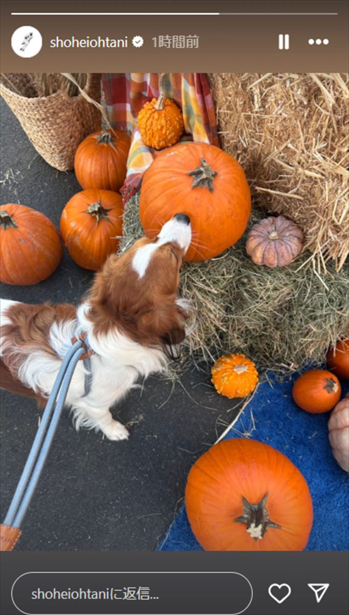 大谷翔平、愛犬デコピンの最新投稿が可愛すぎ！　ハロウィン感じるカボチャに興味津々
