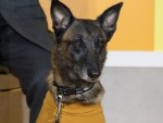 ドラマ『問題物件』で犬太を演じるコラレ