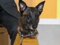 ドラマ『問題物件』で犬太を演じるコラレ