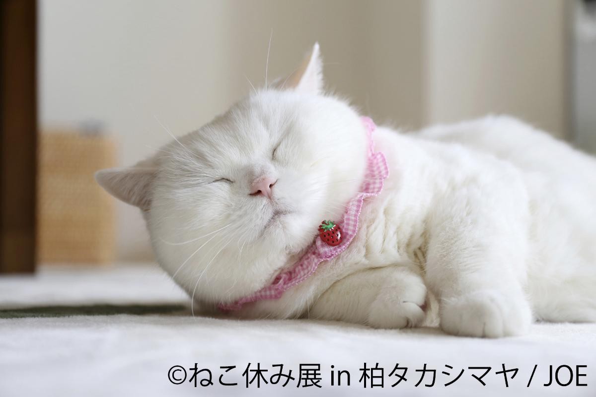 20250228「ねこ休み展 in 柏タカシマヤ」