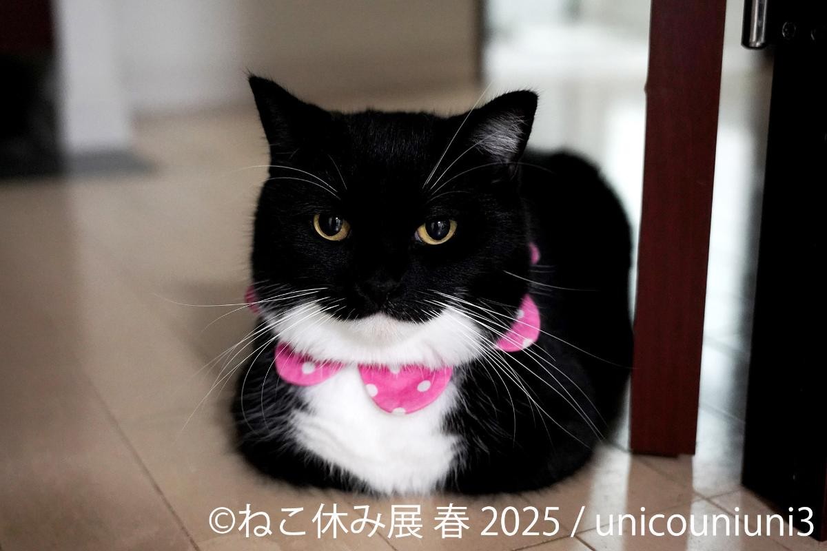 20250325「ねこ休み展 春 2025 in 名古屋」