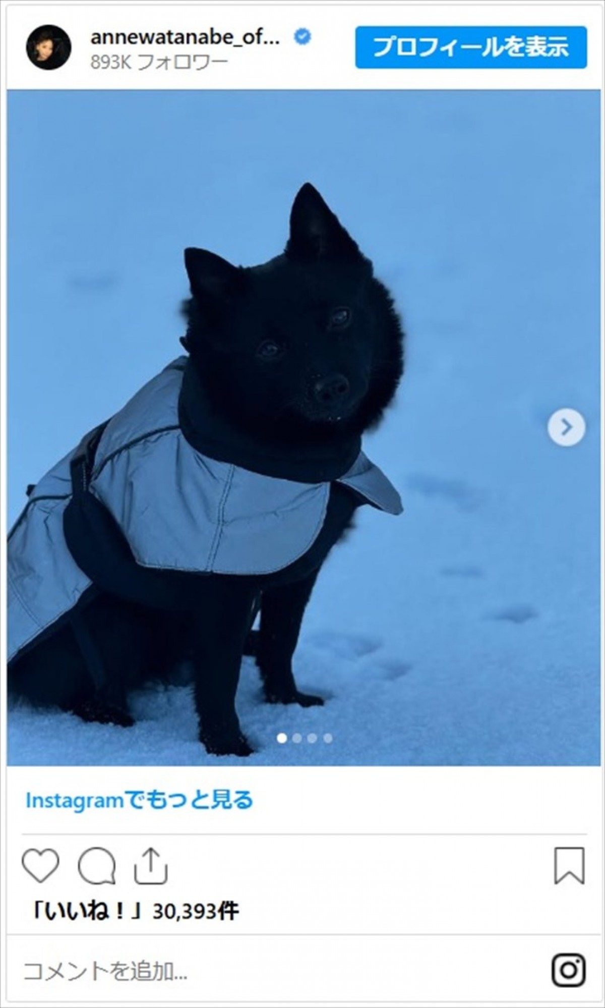 「みーんな身につけています」フィンランド移住の杏、かわいい愛犬たちの姿に反響「いい勉強になりました！」