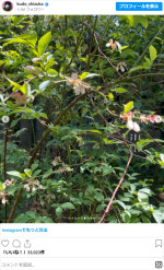 工藤静香、庭の植物を紹介　※「工藤静香」インスタグラム
