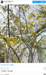 庭で育てている植物（2025年4月10日の投稿より）　※「工藤静香」インスタグラム