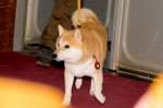 ドラマ10『シバのおきて～われら犬バカ編集部～』完成試写会の様子
