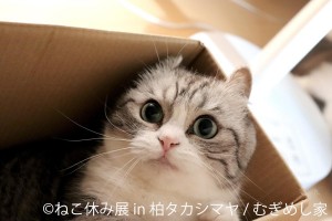 20250228「ねこ休み展 in 柏タカシマヤ」