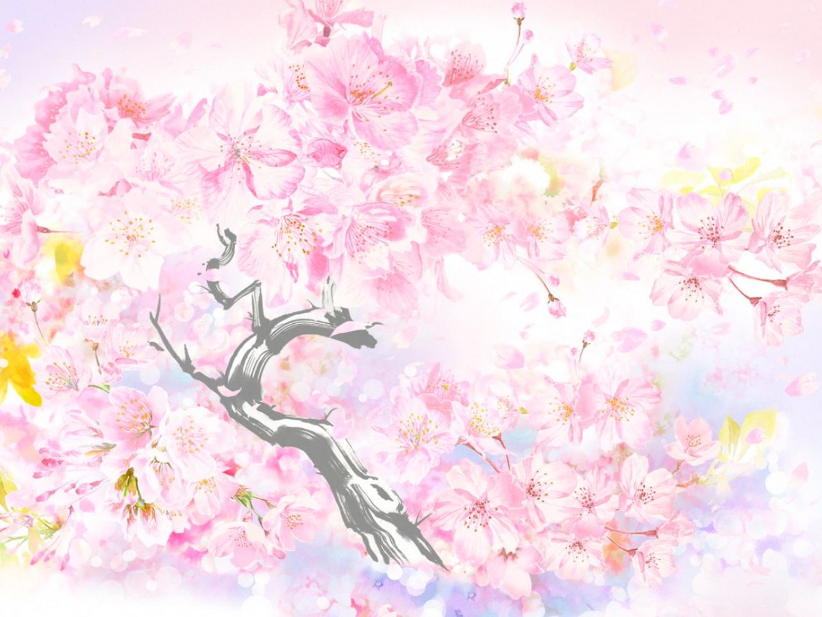 スタバ、春の“桜グッズ”20240213