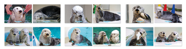 写真）鳥羽水族館のアイドル「ラッコのメイちゃん」がハズレなしくじに