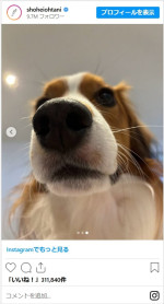 大谷翔平の愛犬・デコピンが『遊戯王』カードに　※「大谷翔平」インスタグラム