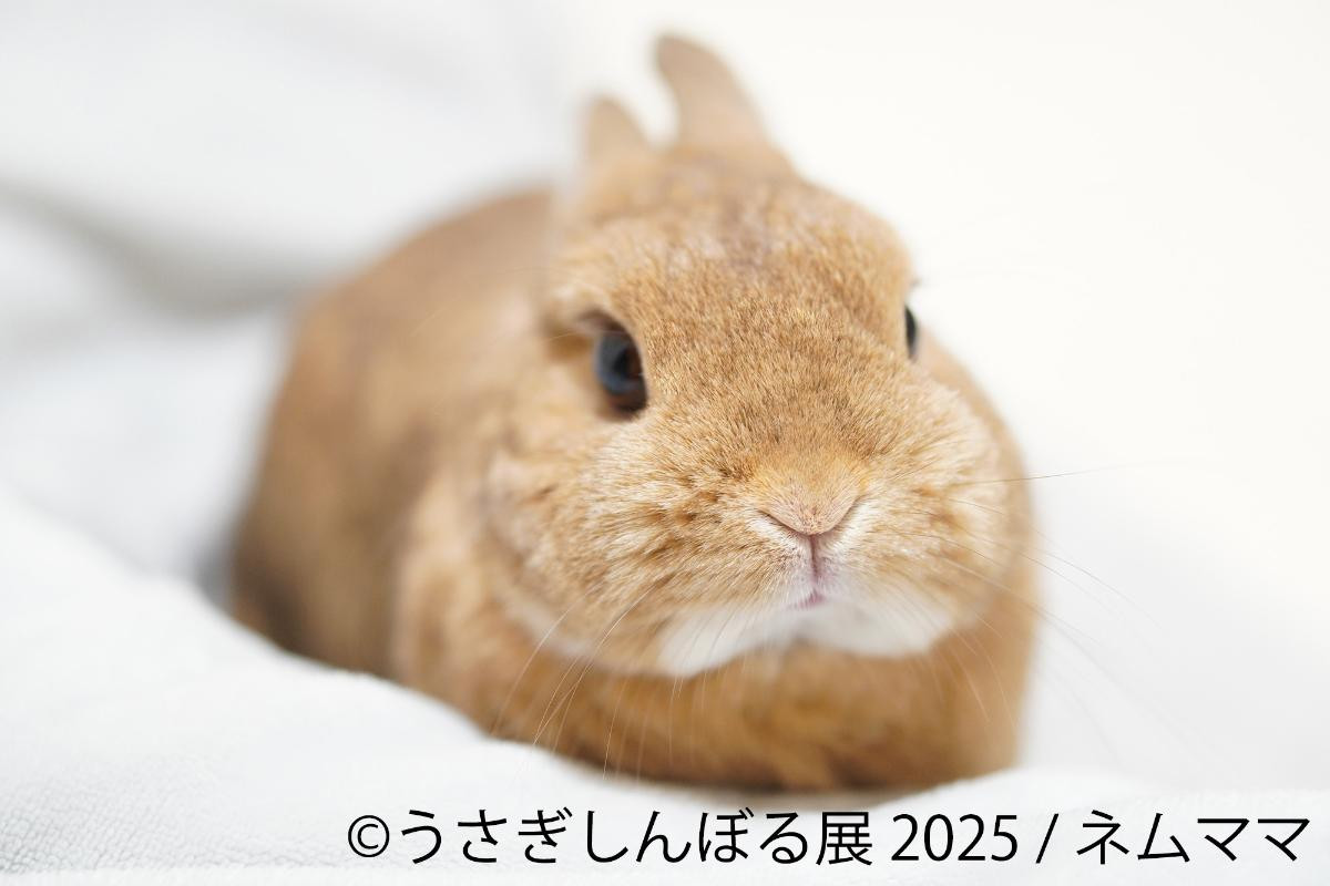 20250815「うさぎしんぼる展 2025」