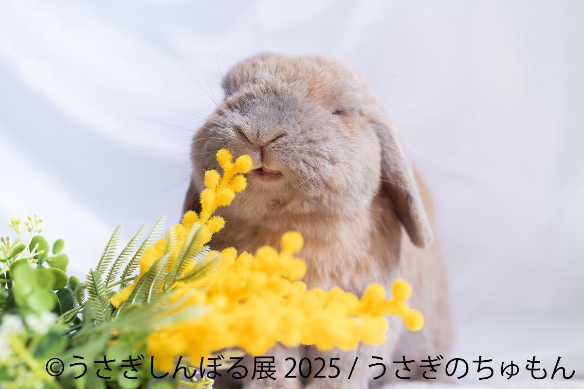 20250815「うさぎしんぼる展 2025」