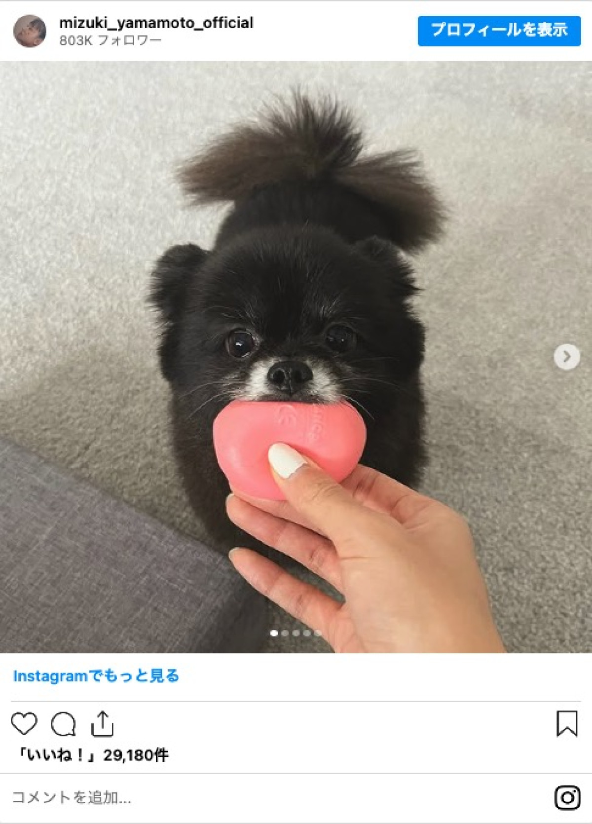 山本美月、愛犬との別れを報告「私の人生で特別な子です」