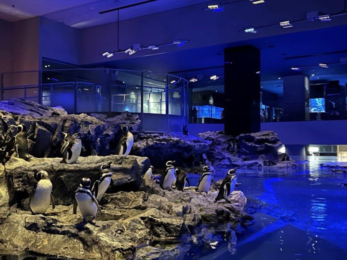 Snow Man・渡辺翔太、「デンティス」新CMで3キャラクターを演じ分け！　すみだ水族館コラボでSPナレーションも