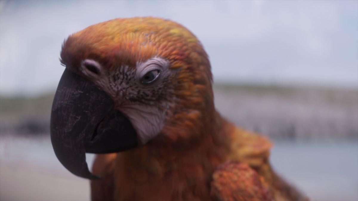 A24『終わりの鳥』世にも奇妙な鳥“デス”が余命わずかな少女のもとに――新場面写真公開