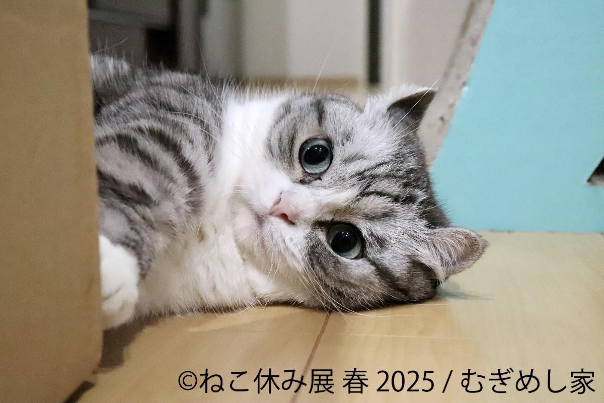 20250325「ねこ休み展 春 2025 in 名古屋」