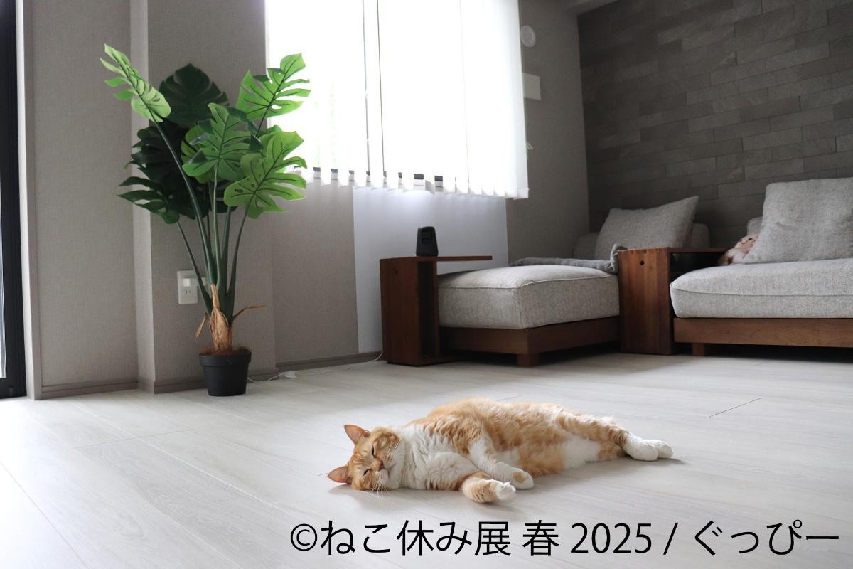 20250325「ねこ休み展 春 2025 in 名古屋」
