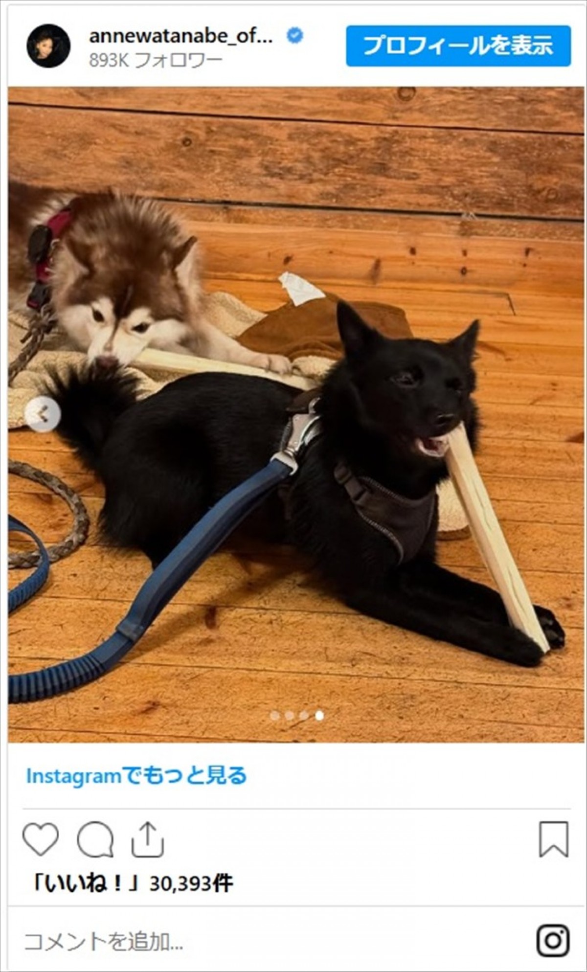 「みーんな身につけています」フィンランド移住の杏、かわいい愛犬たちの姿に反響「いい勉強になりました！」