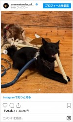 杏、移住先のフィンランドから愛犬たちの様子を公開　※「杏」インスタグラム