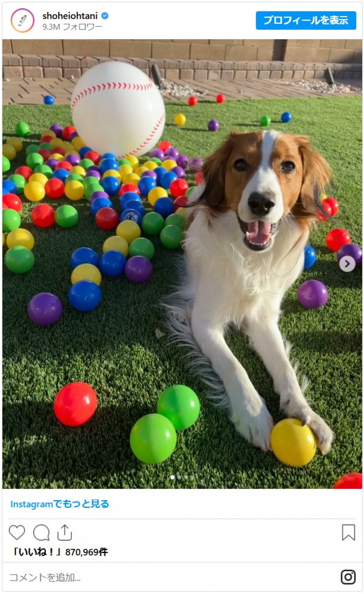 大谷翔平に並ぶ人気者！ 愛犬・デコピン、2025年のかわいすぎる瞬間を振り返り 「いつ見ても癒し」「幸運のワンちゃん」