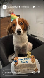 大谷翔平、愛犬・デコピンの2歳の誕生日をケーキでお祝い　※「大谷翔平」インスタグラム