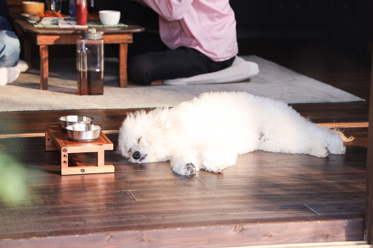 『初恋DOGs』「つい考えてしまう…」“愛子”清原果耶の告白に“快”成田凌まさかの反応「嫌な予感」「不穏」（ネタバレあり）