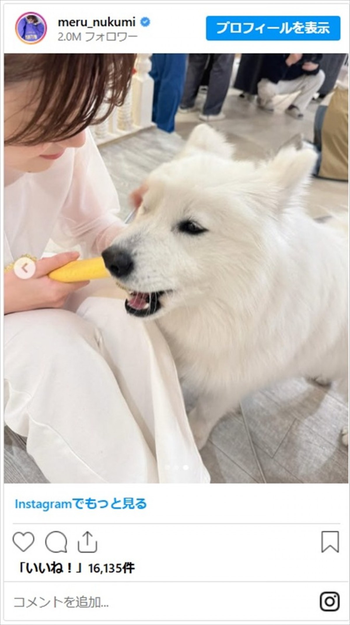 生見愛瑠、サモエドいっぱいのもふもふ天国に笑顔「最高のコラボ」「かわいいが詰まってる」