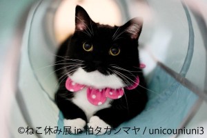 20250228「ねこ休み展 in 柏タカシマヤ」