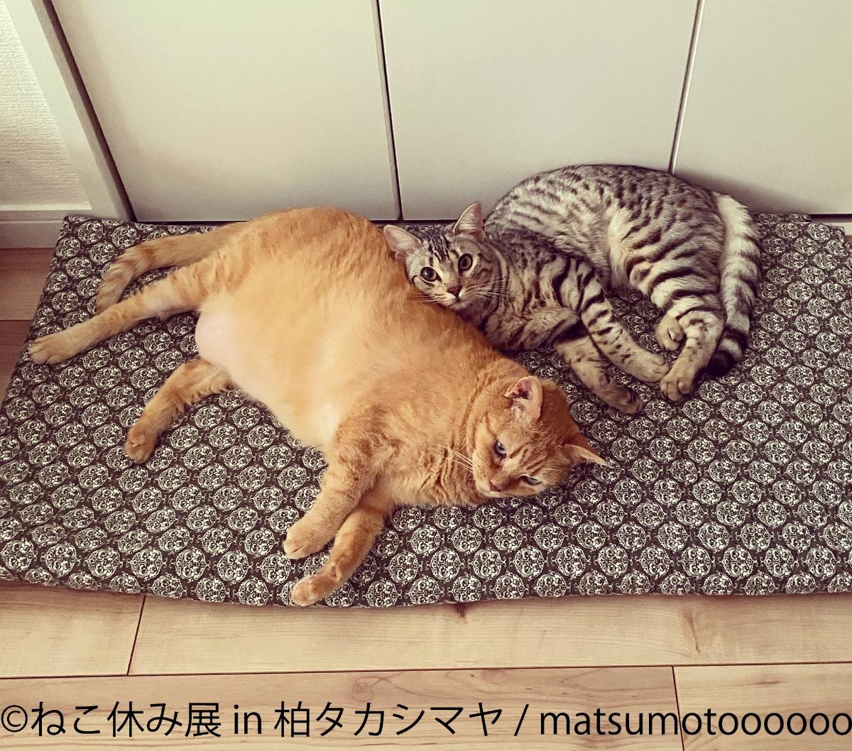 20250228「ねこ休み展 in 柏タカシマヤ」