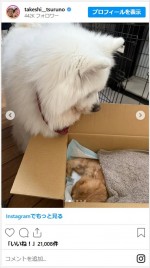 つるの剛士、愛猫・チャコちゃんの旅立ちに悲しみ　※「つるの剛士」インスタグラム