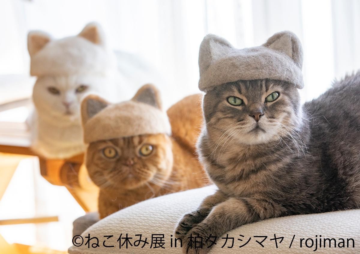 20250228「ねこ休み展 in 柏タカシマヤ」