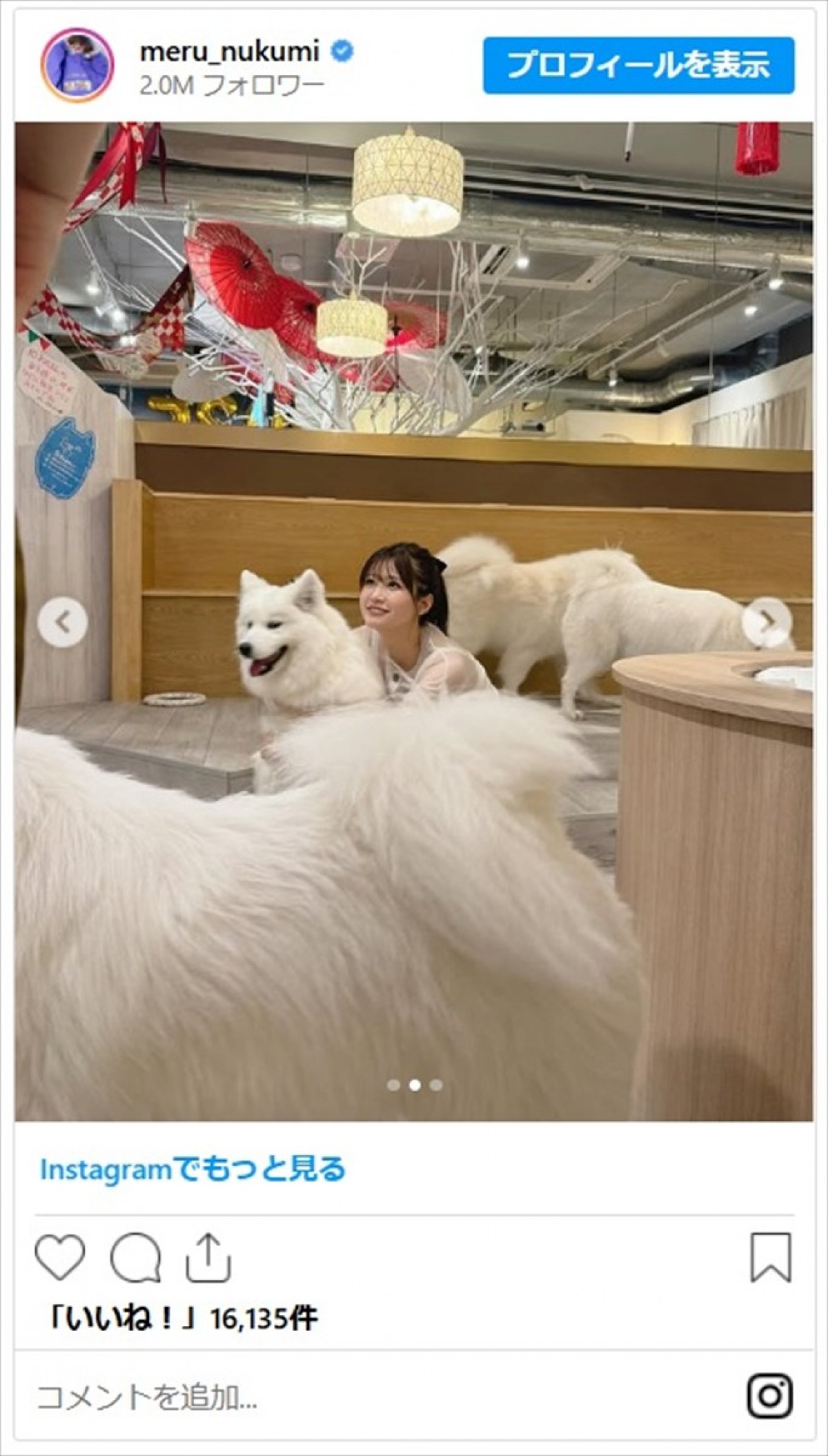生見愛瑠、サモエドいっぱいのもふもふ天国に笑顔「最高のコラボ」「かわいいが詰まってる」