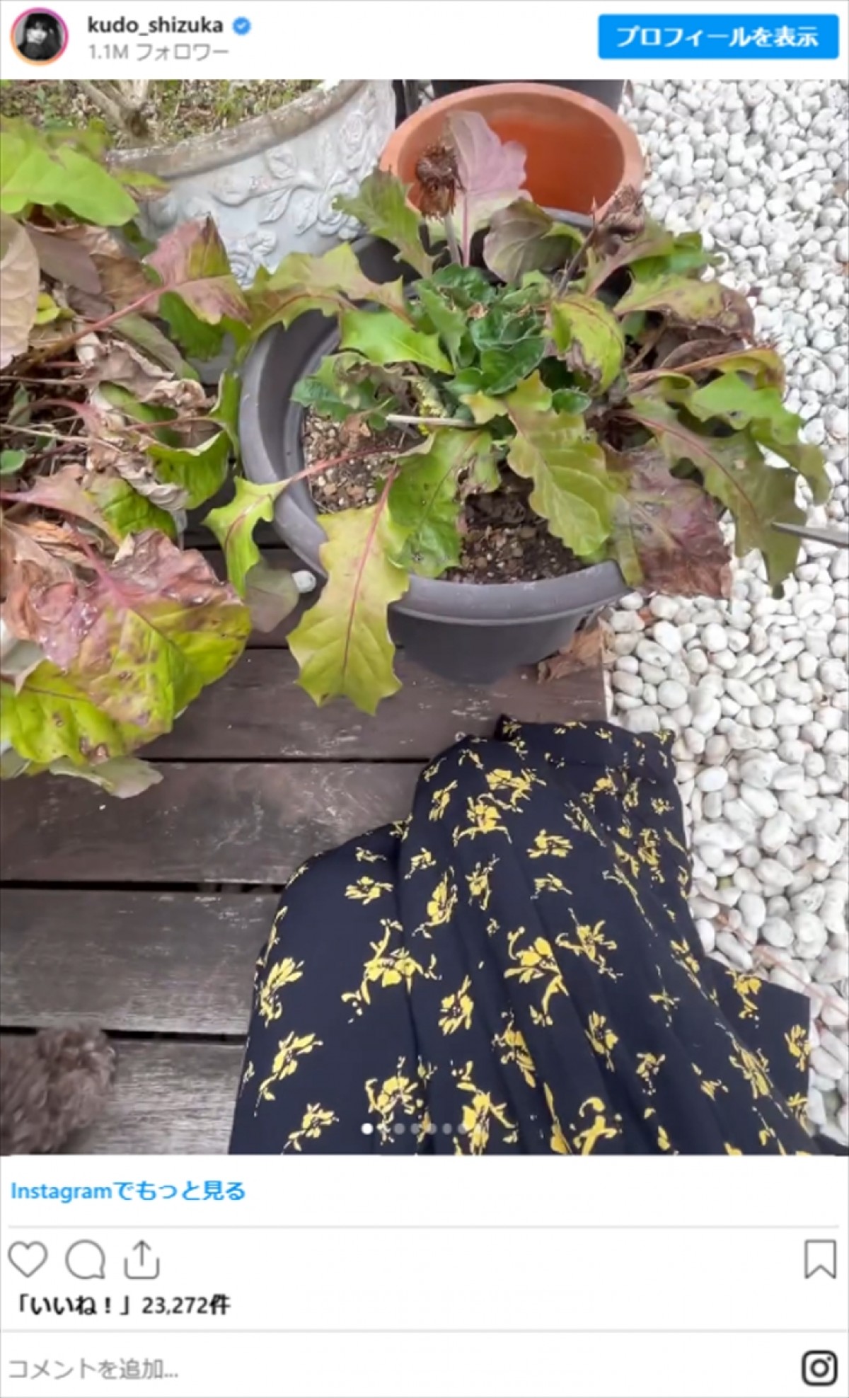 工藤静香、大切に育てている植物たちを紹介　「手入れ前と後」を比較