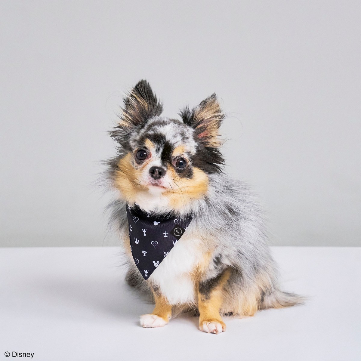 『KINGDOM HEARTS PETs』ペットグッズ＿20250403