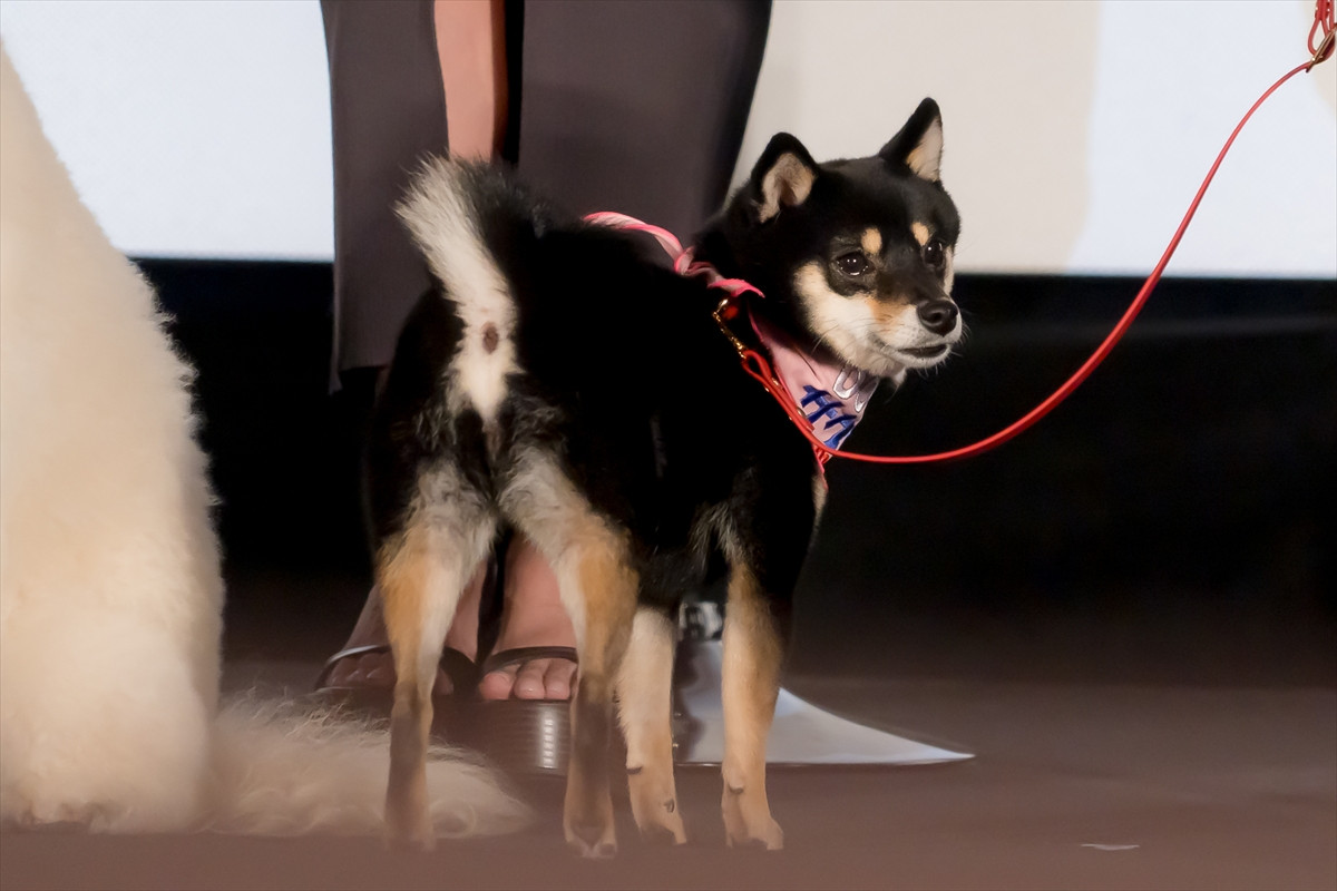 清原果耶、“愛犬”にメロメロ「癒やしでしかない。守りたいにつきます」