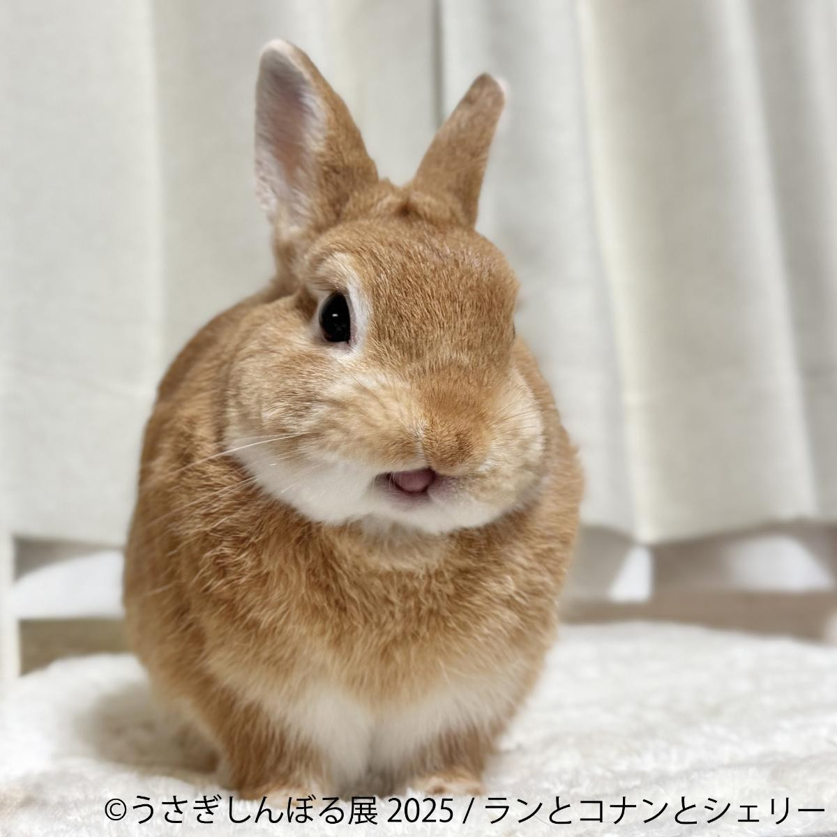 20250815「うさぎしんぼる展 2025」