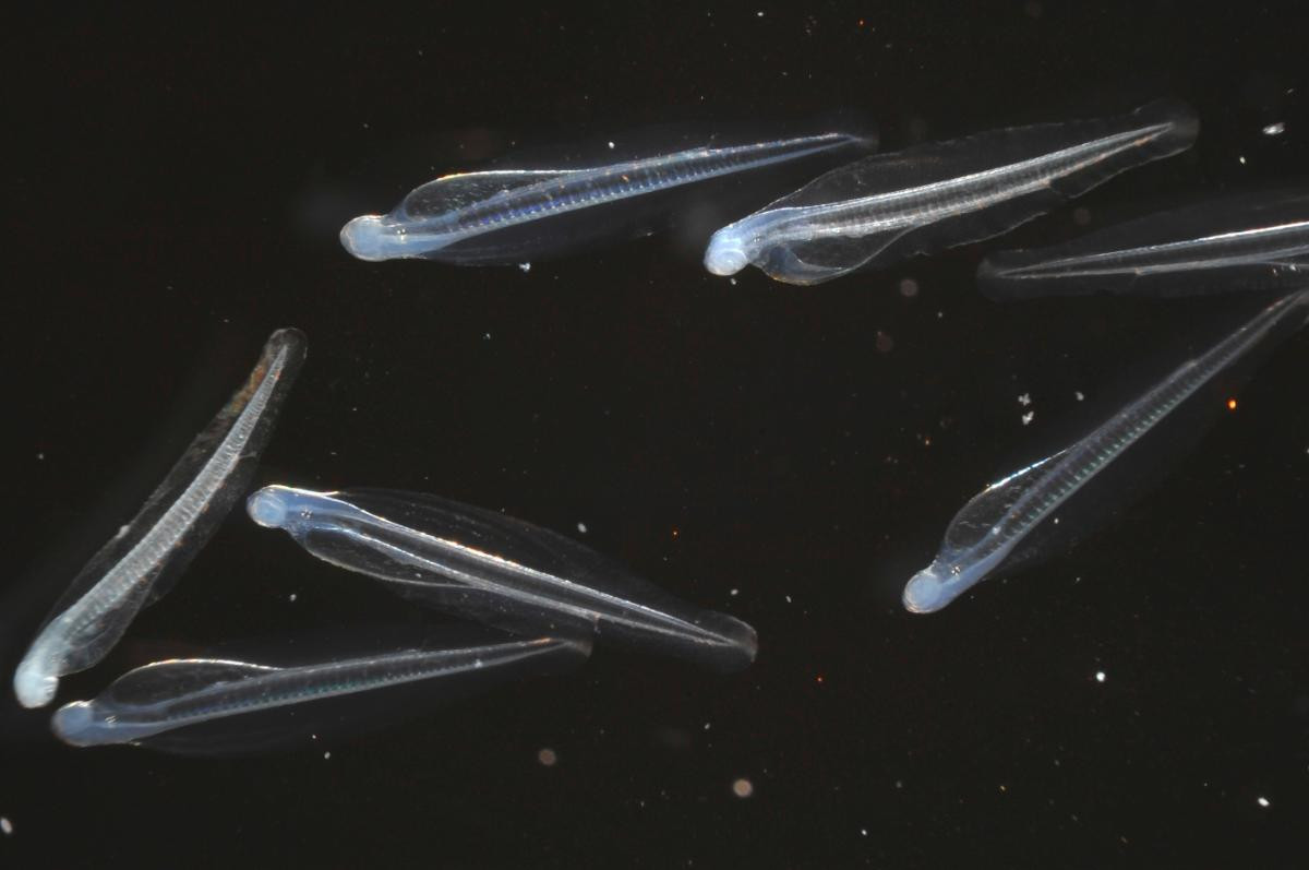 260226「えのすいで発見!!　たまごっちと海のなかまたち！」