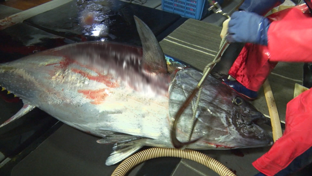 河合優実を新ナレーターに起用『プロフェッショナル仕事の流儀』“20年目の逆襲”再起図る