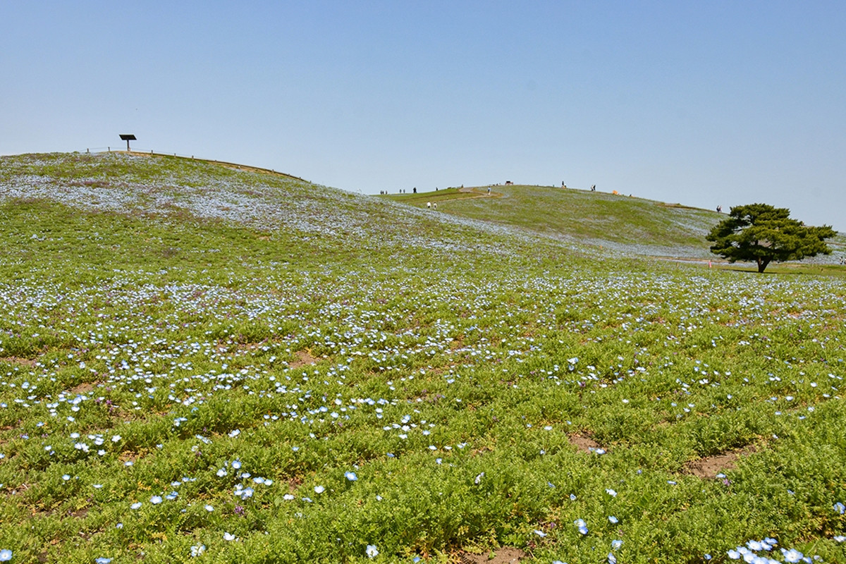 20260403_ネモフィラ