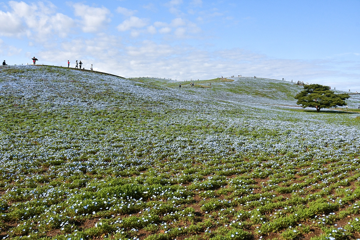 20260403_ネモフィラ