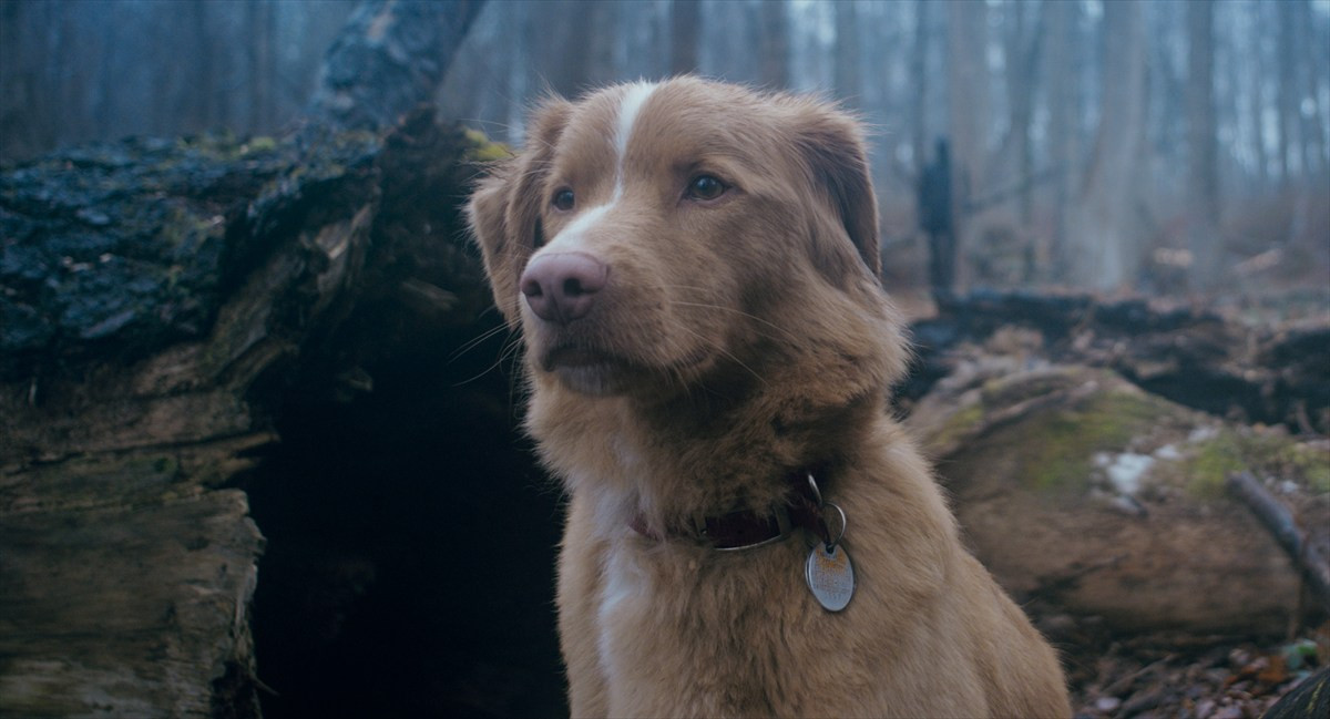 『グッド・ボーイ』犬のインディだけに見える“邪悪な何か”とは――特報＆場面写真一挙解禁