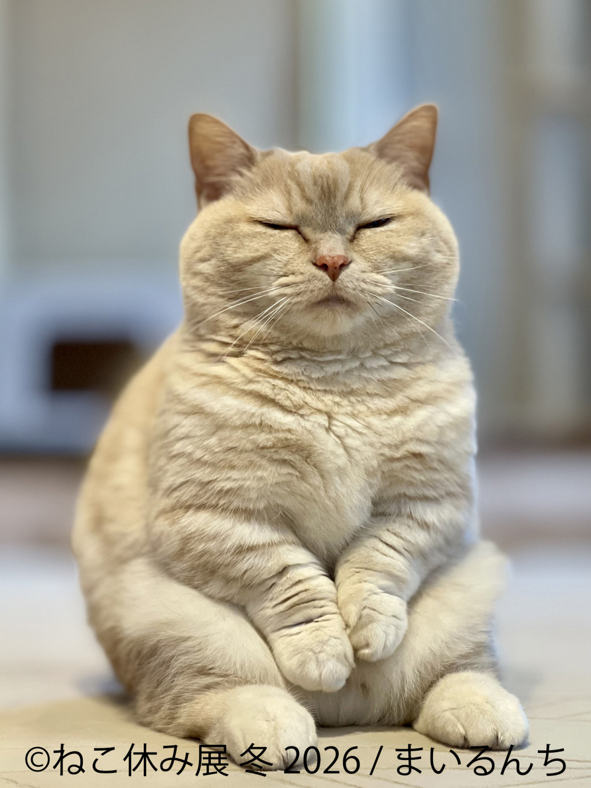 2026.1.17ねこ休み展