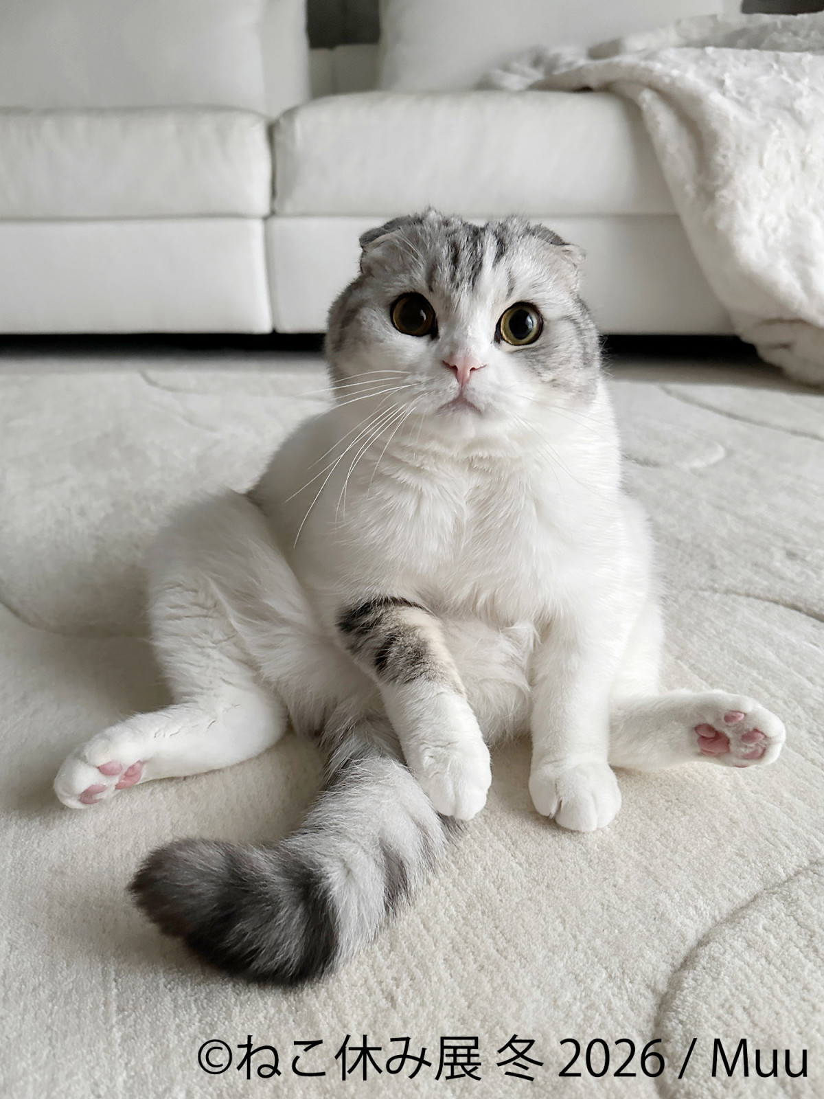 2026.1.17ねこ休み展