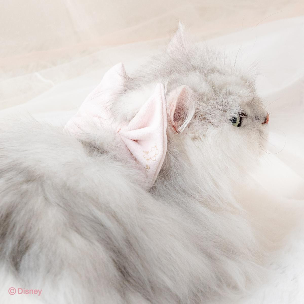 260217「2026年春夏コレクション」