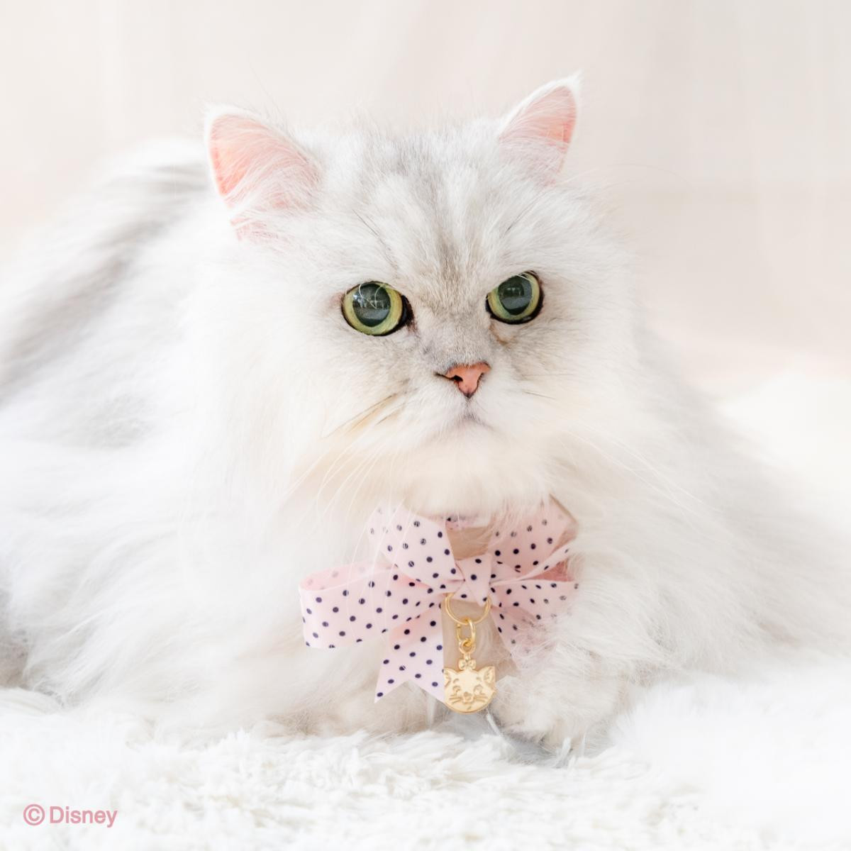 260217「2026年春夏コレクション」