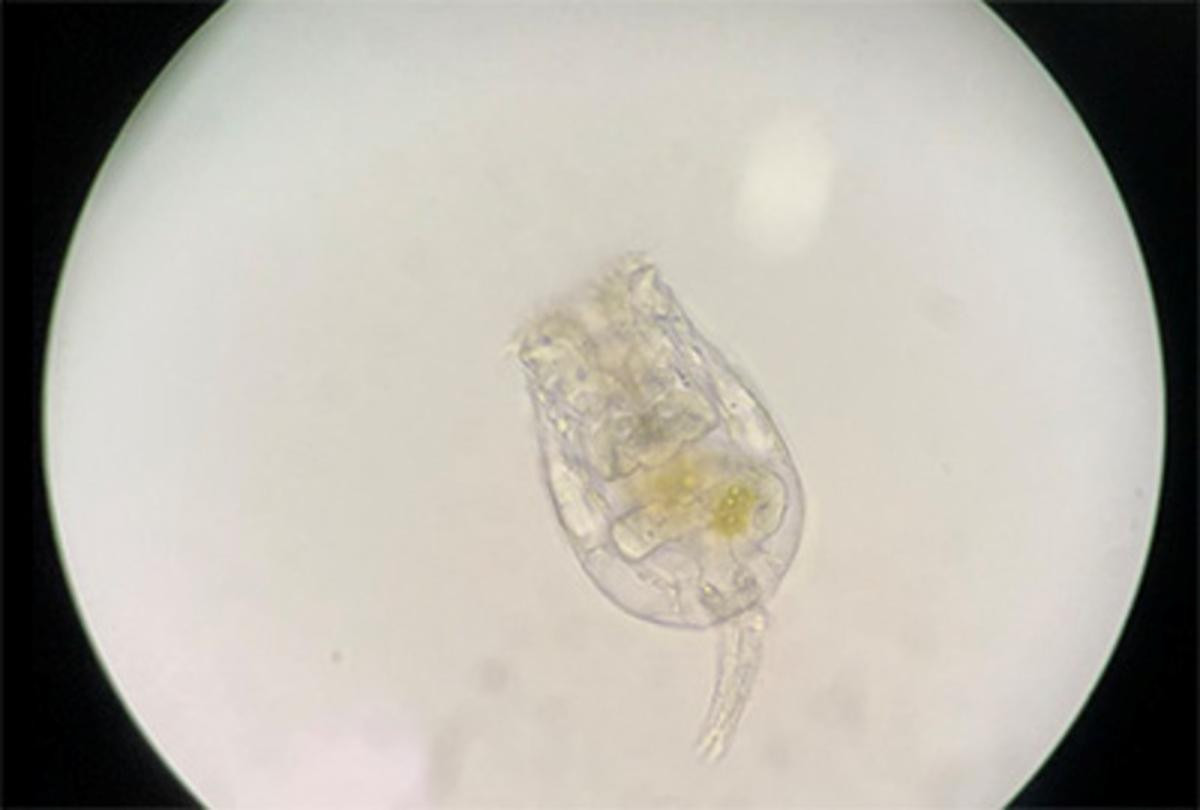 260226「えのすいで発見!!　たまごっちと海のなかまたち！」