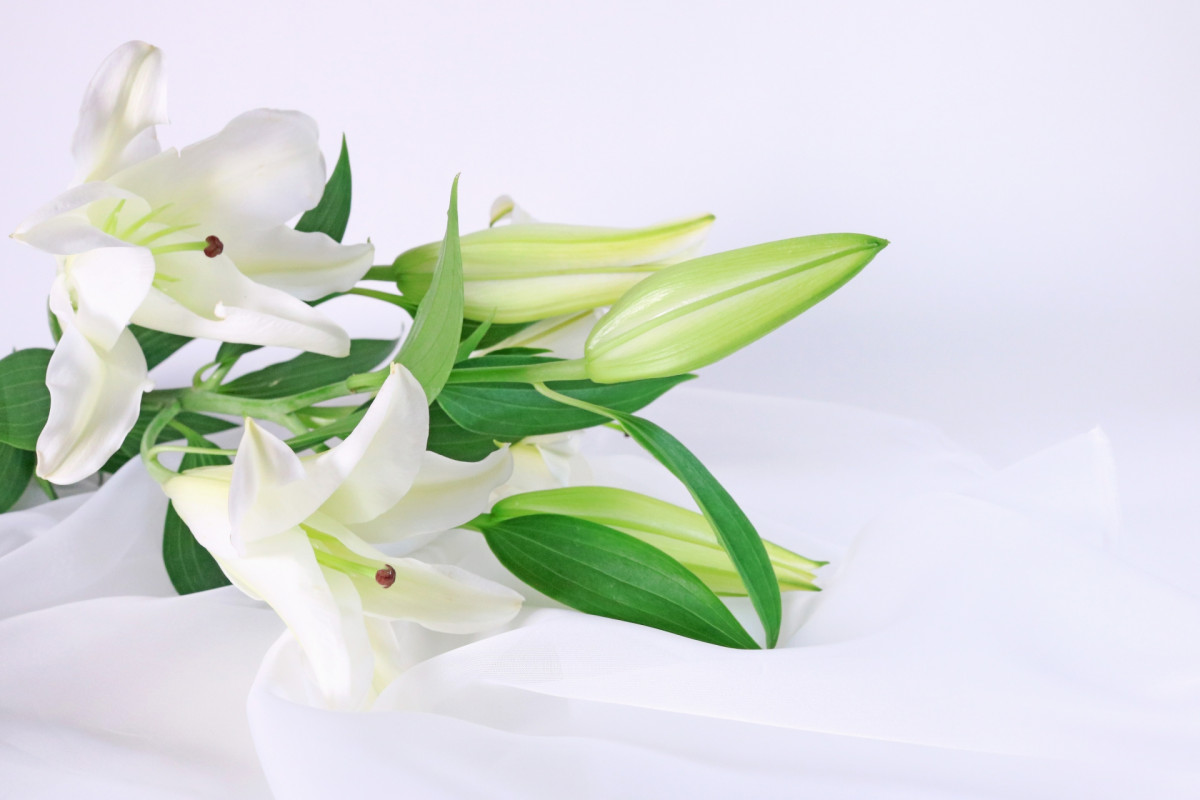 20260406_みにょん