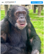マイケル・ジャクソンの愛猿バブルスくん　現在43歳に（2026年4月の投稿）　※「Center for Great Apes」Instagram