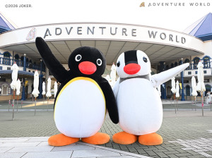 アドベンチャーワールド×『ピングー』コラボ第2弾！　巨大バルーンや限定グッズなど展開へ