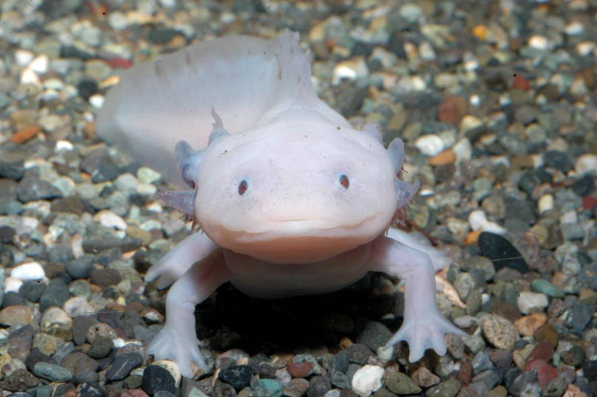 260226「えのすいで発見!!　たまごっちと海のなかまたち！」